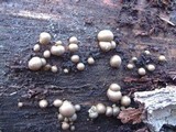 Lycogala epidendrum image