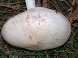 Rhodocollybia maculata image