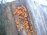 Dacrymyces stillatus image
