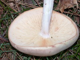 Rhodocollybia maculata image