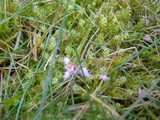 Monographella nivalis var. nivalis image