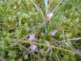 Monographella nivalis var. nivalis image