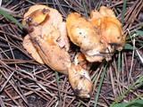 Cantharellus formosus image