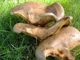 Paxillus involutus image