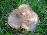 Paxillus involutus image