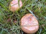 Paxillus involutus image