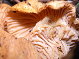 Cantharellus formosus image