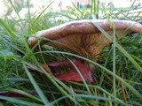 Paxillus involutus image