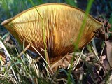 Paxillus involutus image