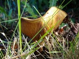 Paxillus involutus image