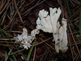 Clavulina rugosa image