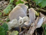 Hohenbuehelia petaloides image