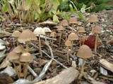 Psathyrella corrugis image