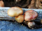 Gymnopilus luteofolius image