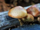 Gymnopilus luteofolius image