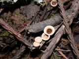 Nidula niveotomentosa image