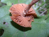 Tubaria confragosa image