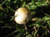 Bolbitius vitellinus image