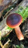 Lactarius rufus image
