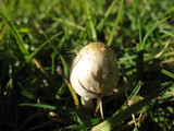Bolbitius vitellinus image