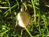 Bolbitius vitellinus image