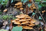 Kuehneromyces mutabilis image