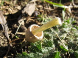 Bolbitius vitellinus image