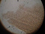 Auricularia nigricans image