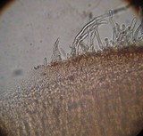 Auricularia nigricans image