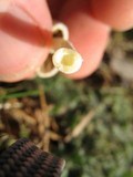 Bolbitius vitellinus image
