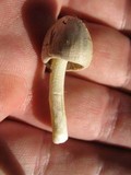 Bolbitius vitellinus image