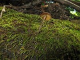 Callistosporium luteo-olivaceum image