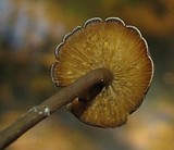 Callistosporium luteo-olivaceum image