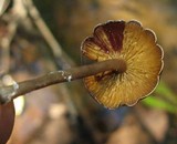 Callistosporium luteo-olivaceum image