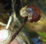 Callistosporium luteo-olivaceum image