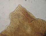 Callistosporium luteo-olivaceum image