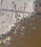 Callistosporium luteo-olivaceum image