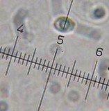 Callistosporium luteo-olivaceum image
