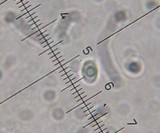 Callistosporium luteo-olivaceum image