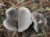 Tricholoma terreum image