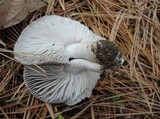 Tricholoma terreum image