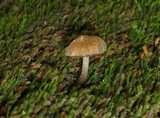 Inocybe curvipes image