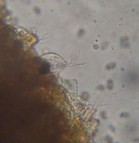 Inocybe curvipes image