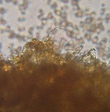 Inocybe curvipes image