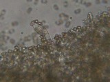 Inocybe curvipes image