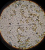 Inocybe curvipes image