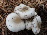 Agaricus placomyces image