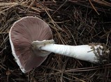 Agaricus placomyces image