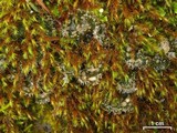 Peltigera extenuata image