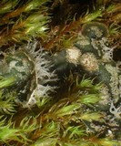 Peltigera extenuata image